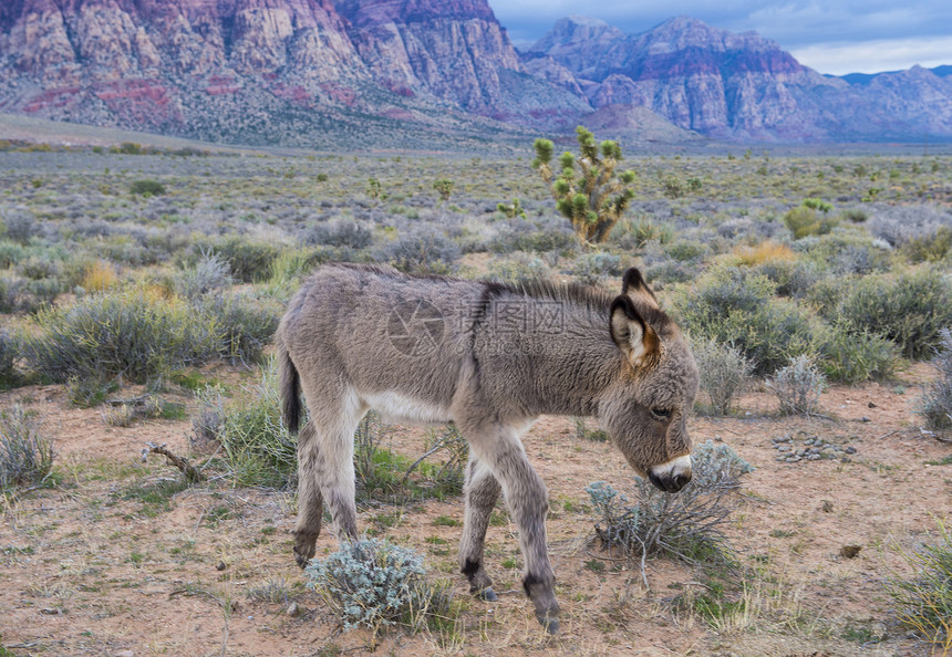 野驴骡子峡谷驴子哺乳动物野生动物岩石屁股红色荒野沙漠图片