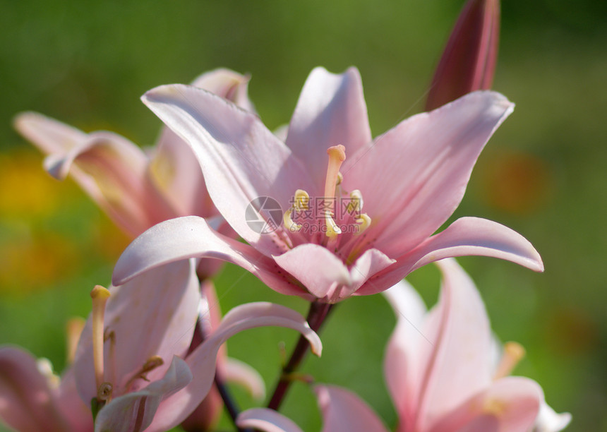 花园中的粉红百合生活植物学花瓣花粉美丽花店香味团体叶子花束图片