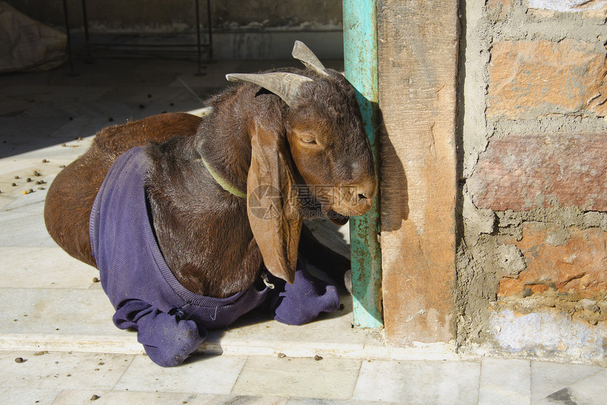 印度Jodhpur街山羊图片