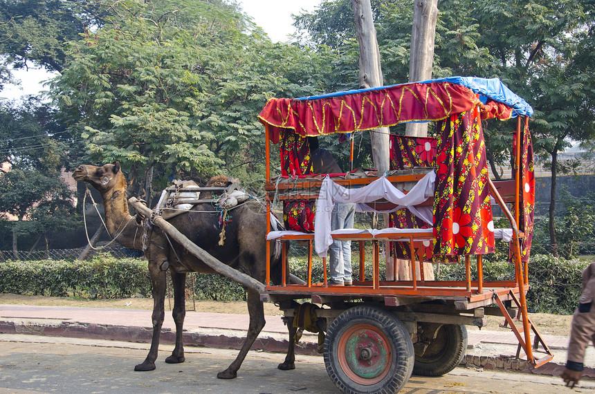 在印度阿格拉为游客搭载骆驼图片