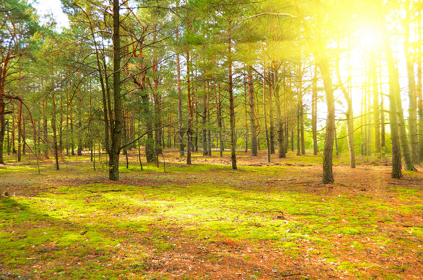 森林发黄晴天太阳绿色射线植物群阳光树干松树边缘图片
