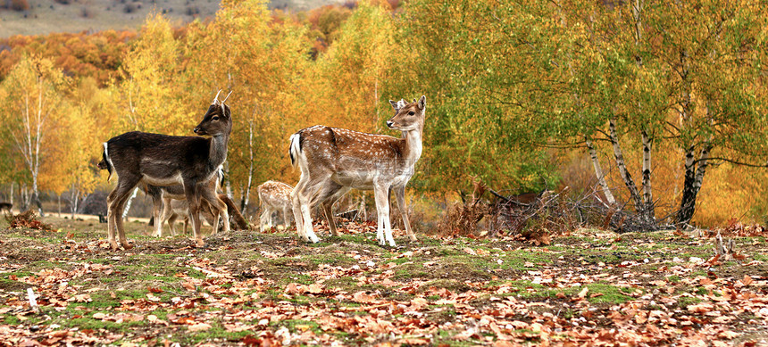 秋天的落地鹿群图片