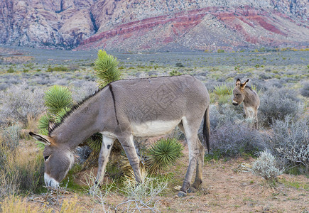 野驴屁股野生动物荒野骡子岩石哺乳动物笨蛋红色沙漠驴子背景