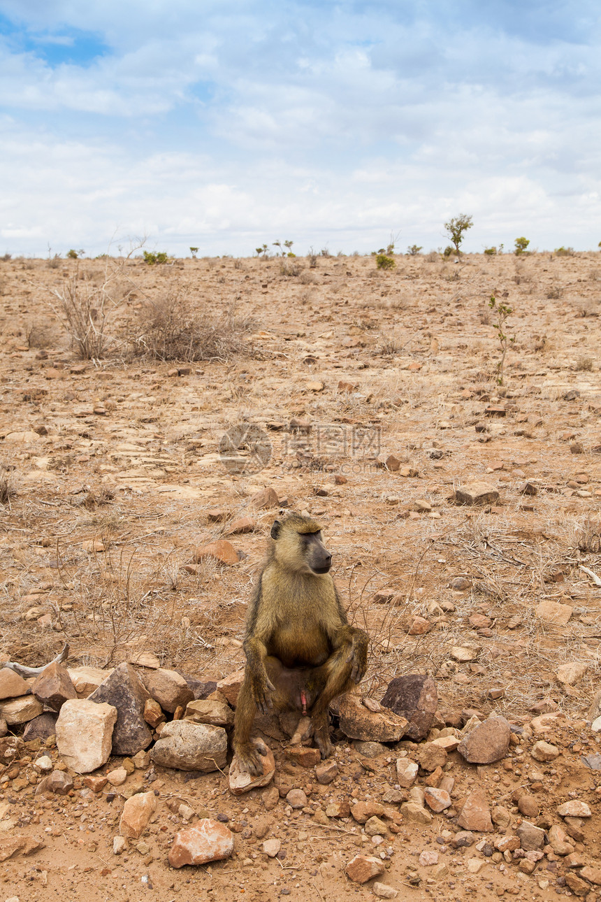 肯尼亚的Baboon公园野生动物荒野橙子成人哺乳动物女性狒狒毛皮棕色图片