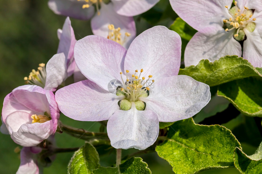 苹果花朵植物学粉色植物农业白色宏观绿色图片