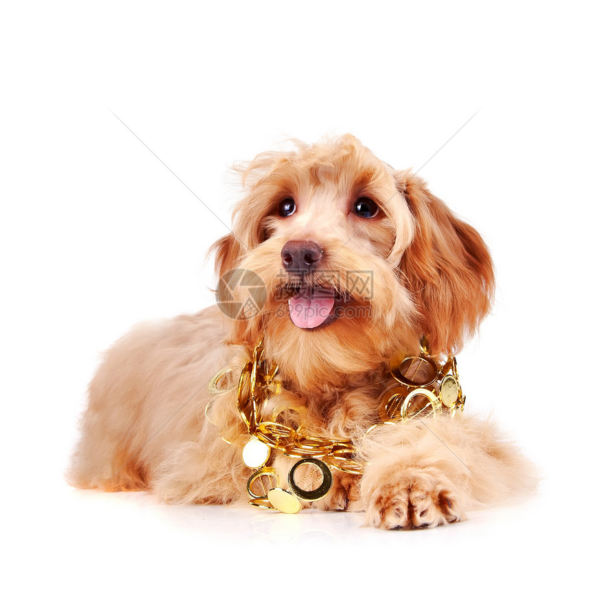 金首饰装饰的装饰性蜜蜂狗乐趣宠物贵宾褐色犬类动物棕色快乐小狗幸福图片
