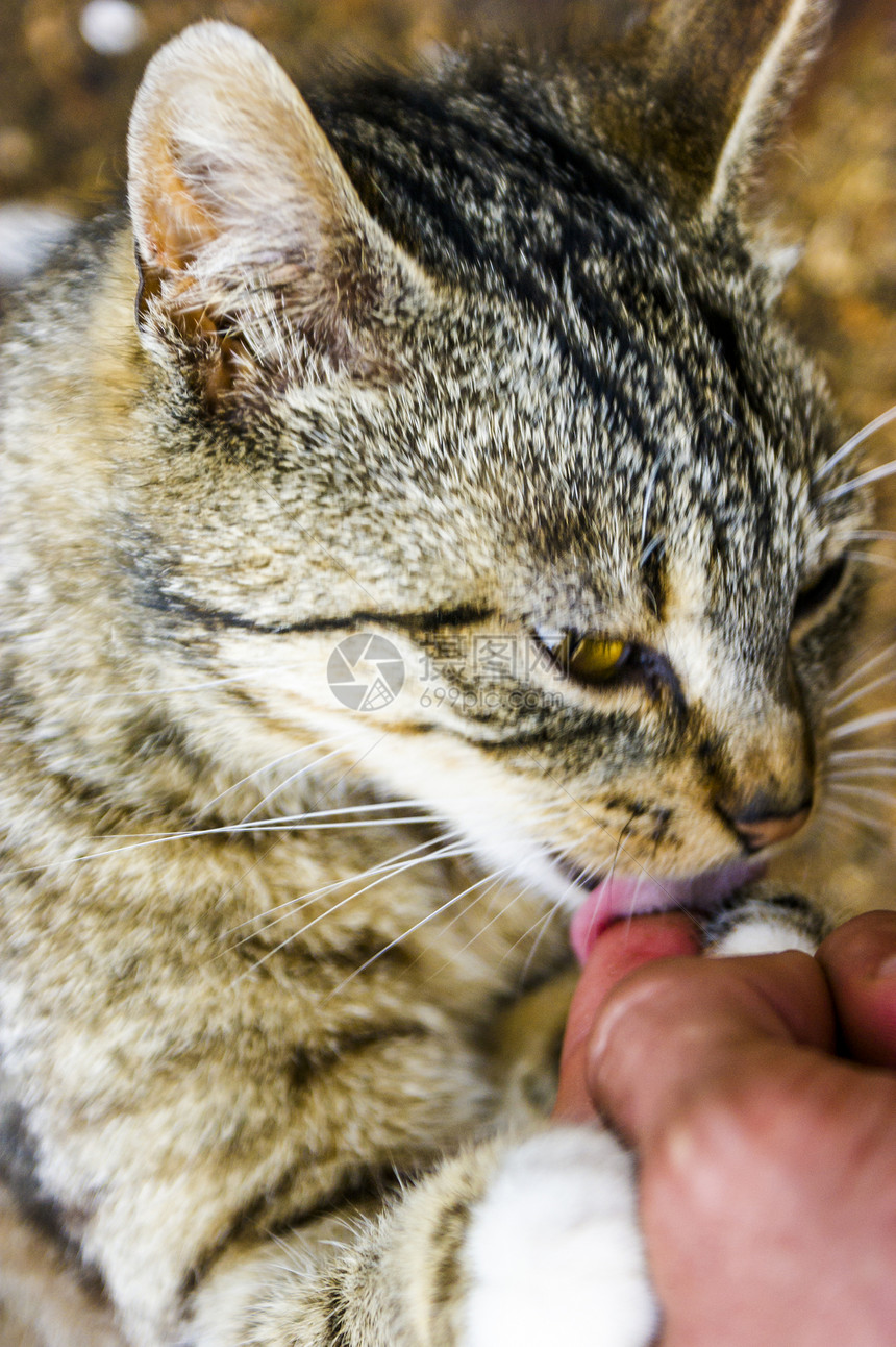 无家可归的猫街道小猫白色毛皮流浪哺乳动物孤独宠物动物荒野图片