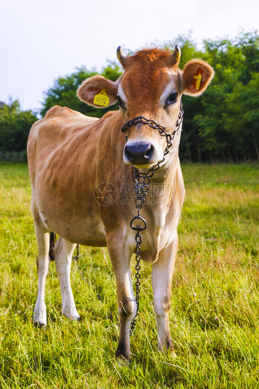 泽西牛农场鼻子牛肉生物奶制品奶牛动物天空哺乳动物场地图片