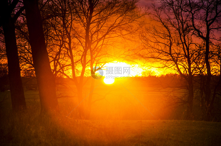 日落时的树轮太阳阳光棕榈支撑旅游地平线异国热带情调风景图片