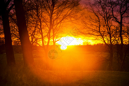 日落时的树轮太阳阳光棕榈支撑旅游地平线异国热带情调风景背景图片