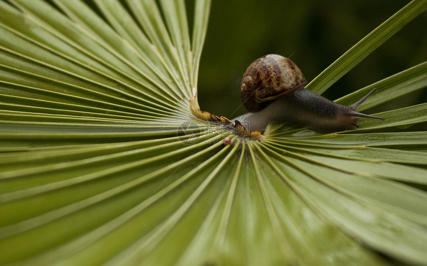 蜗牛棕榈绿色昆虫花园图片