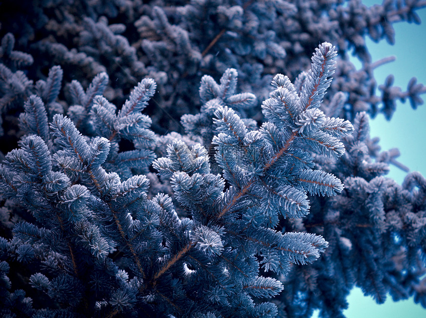 芽树上的冬霜场景雪花松树天气宏观墙纸雪堆木头季节太阳图片