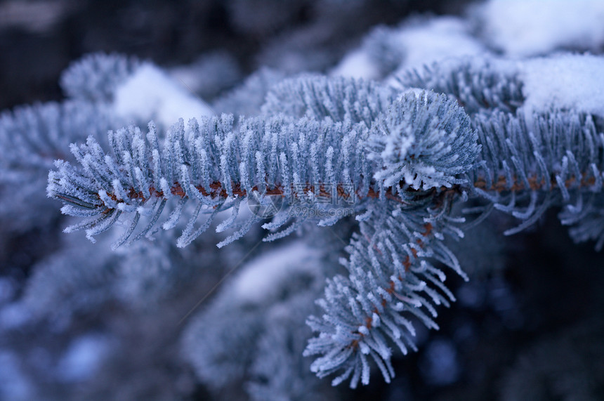 芽树上的冬霜木头松树雪花太阳雪堆墙纸天气宏观针叶季节图片