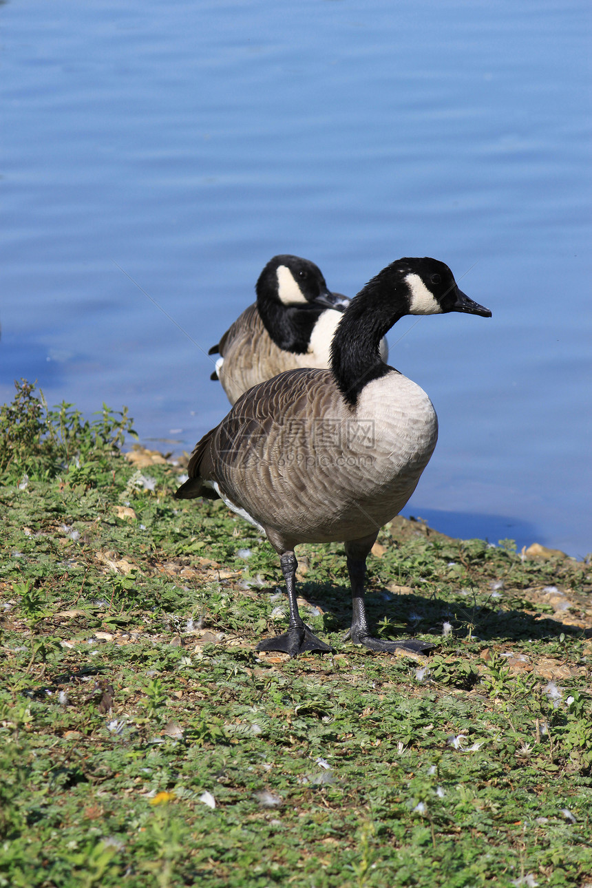 野鹅池塘植物群鸭子动物群水禽动物野生动物图片
