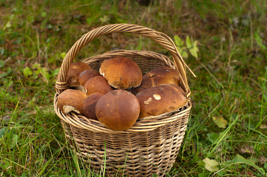 蘑菇作物常委木头水果绿色棕色菌类篮子季节食物植物图片