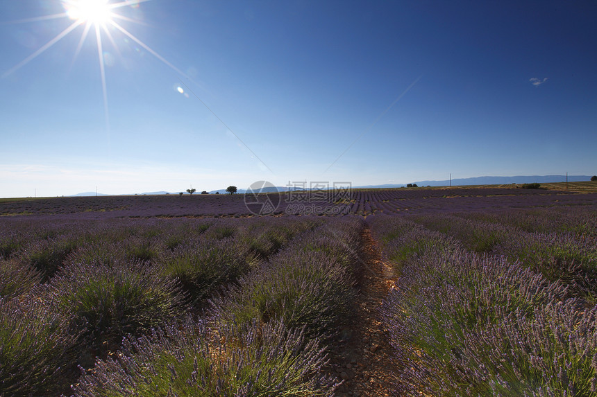 淡紫地花朵场地线条植物疗法农田风景收成农村农场图片