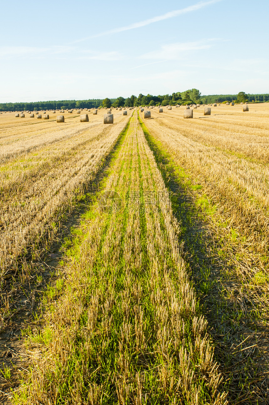 草篮粮食国家植物农场金子稻草土地玉米农田太阳图片