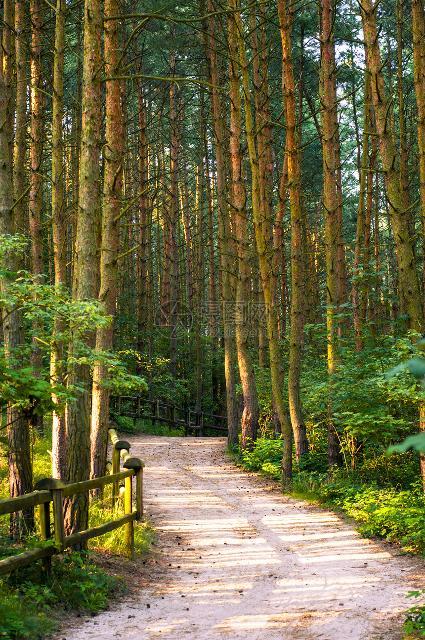 木木路径环境森林荒野途径阳光季节树干太阳光踪迹射线图片
