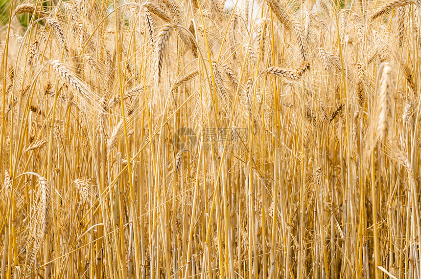 年幼小麦天空粮食谷物食物收成植物农业收获生长稻草图片