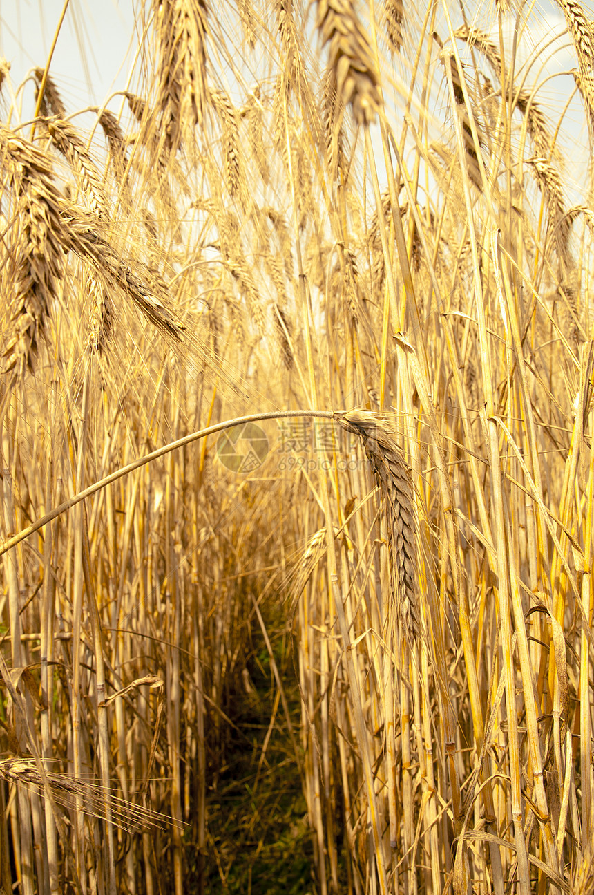 年幼小麦玉米太阳种子阳光谷物天空稻草收获食物金子图片