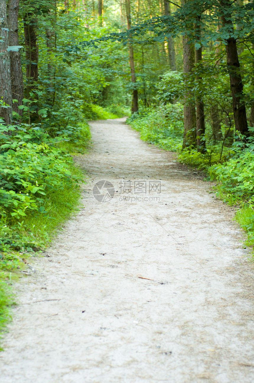 木木路径晴天植物树干日光木头叶子分支机构太阳光荒野公园图片