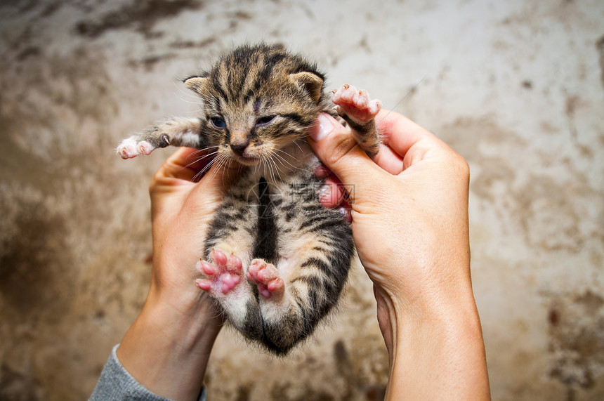 年青猫猫喜悦友谊女性猫咪童年猫科谷仓农业男生毛皮图片