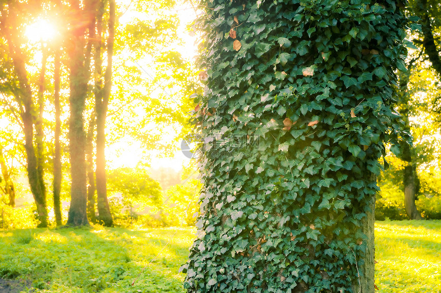 清晨有林 日光照耀光束叶子太阳丛林分支机构射线森林林地环境背光图片