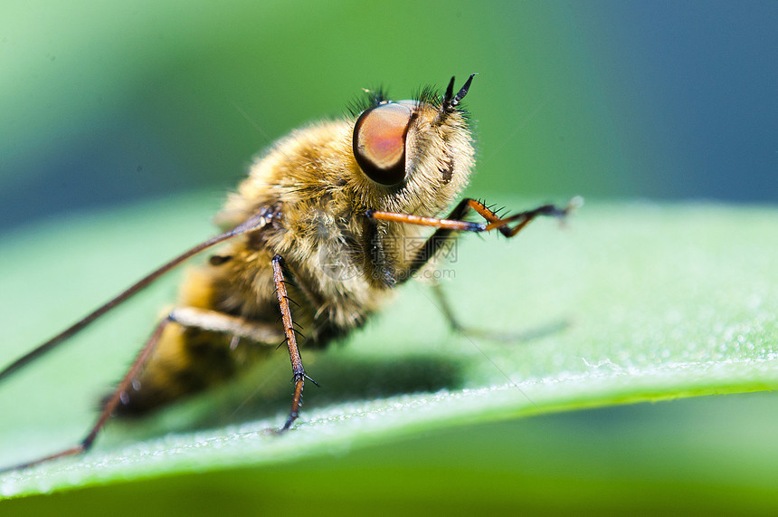 错误的宏野生动物黄色害虫捕食者眼睛生活动物蜻蜓白色蜜蜂图片