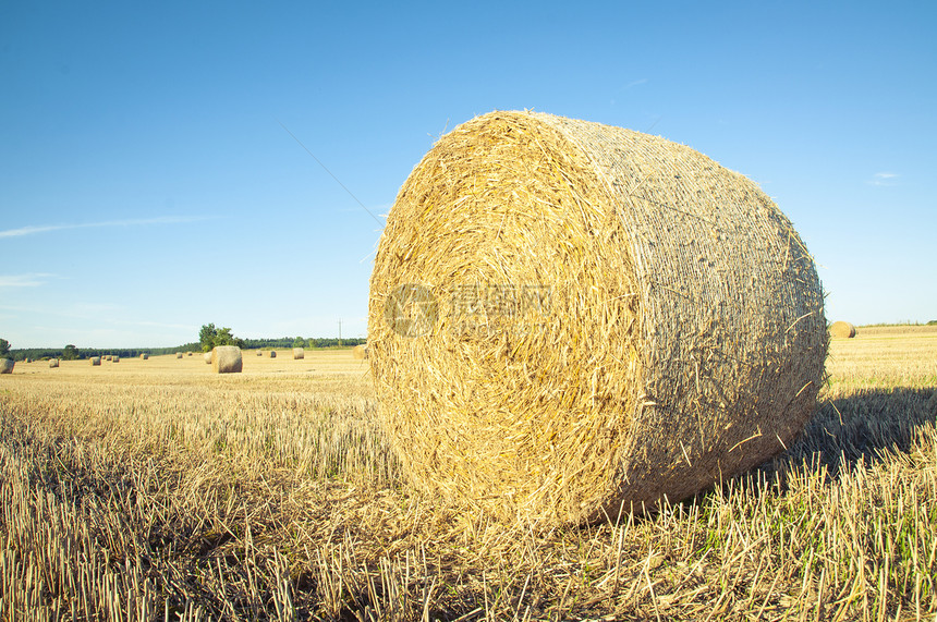 草篮植物场地风景蓝色金子干草粮食土地小麦国家图片