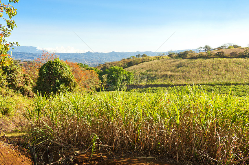 甘蔗田食物生长叶子农业绿色热带种植园场地企业图片