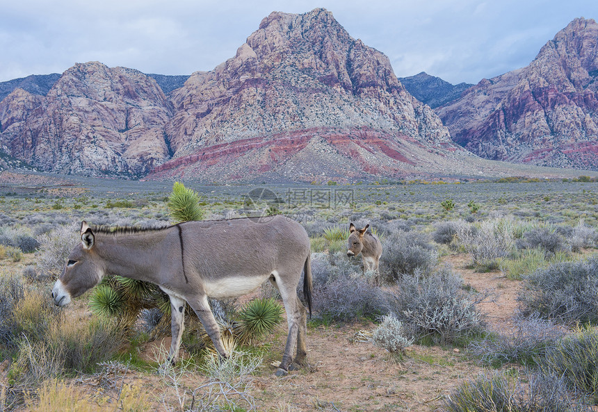 野驴驴子沙漠峡谷荒野红色笨蛋屁股骡子岩石野生动物图片