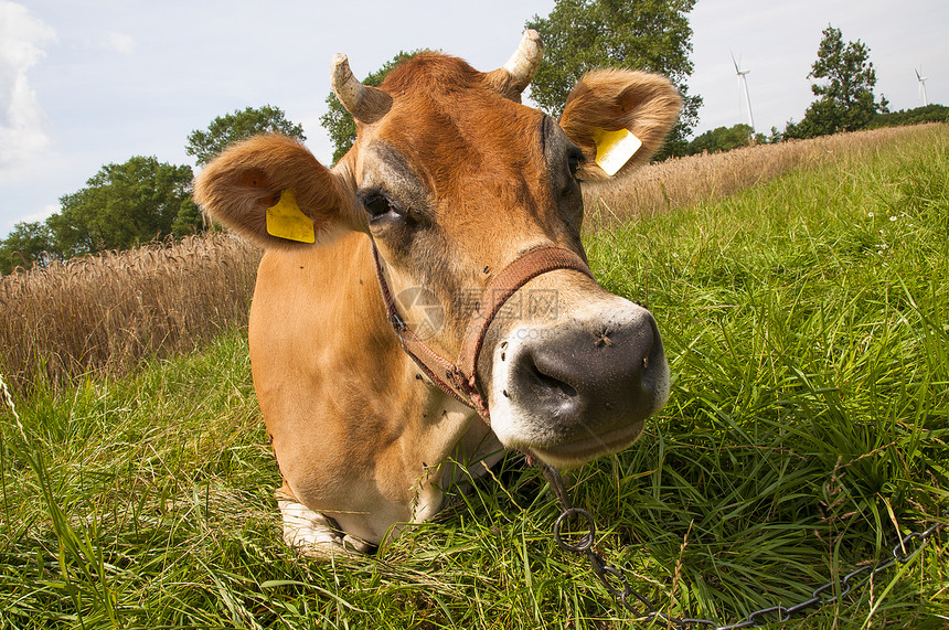 泽西牛蓝色奶牛场天空图案农业家畜黑与白脊椎动物球衣乳牛图片