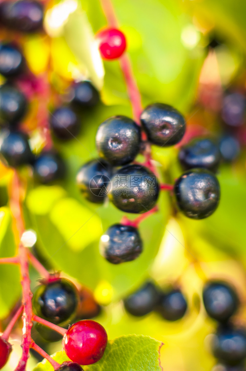 阿罗亚水果黑色枝条白色食物苦莓植物叶子团体衬套绿色图片