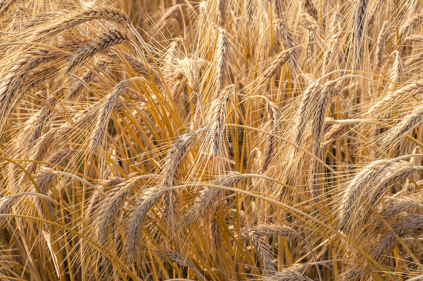年幼小麦玉米耳朵阳光谷物农场天空植物稻草农业收成图片