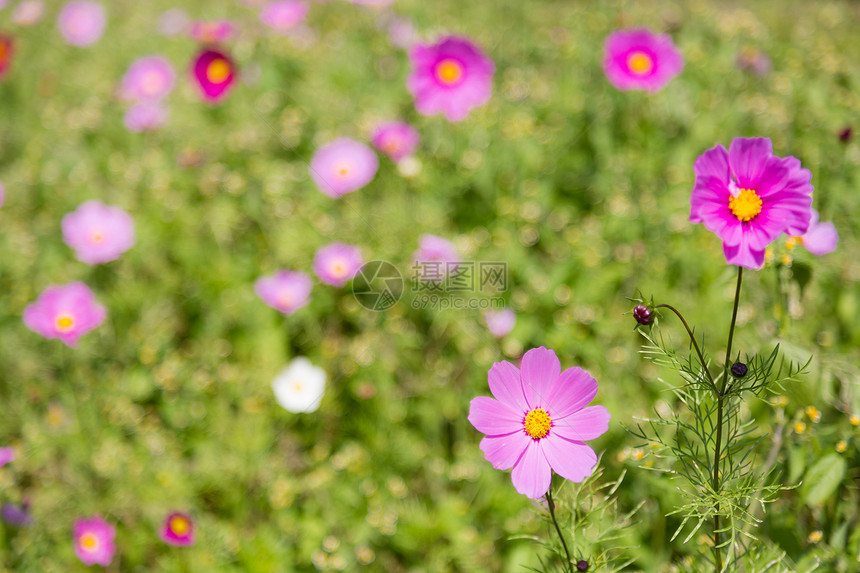 花朵在花园中绿色草地美丽粉色植物学场地花粉宇宙植物环境图片