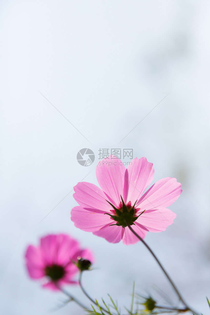 花朵在花园中场地植物群花粉环境粉色绿色美丽植物紫色草地图片