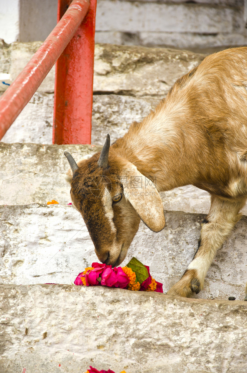 在印度瓦拉纳西吃鲜花的山羊图片