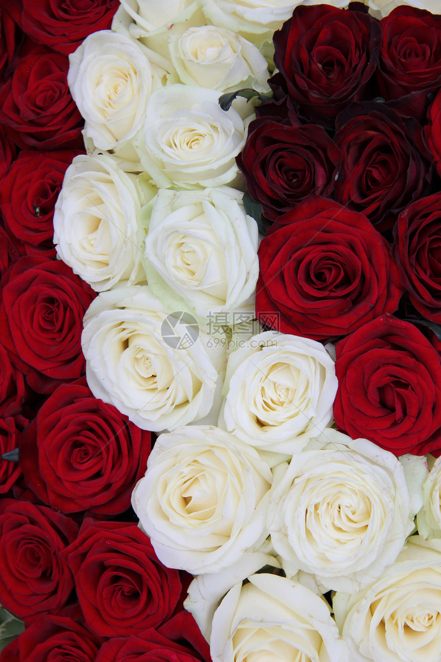 白玫瑰红玫瑰花岗花的情人节安排图片