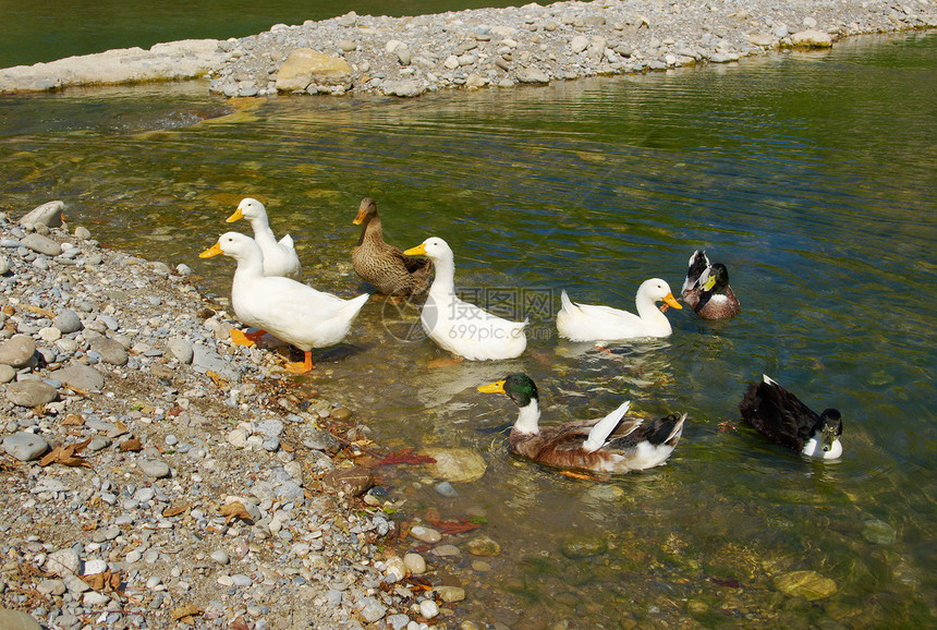 鹅和鸭子生态火鸡公园岩石石头溪流季节瀑布旅行乡村图片