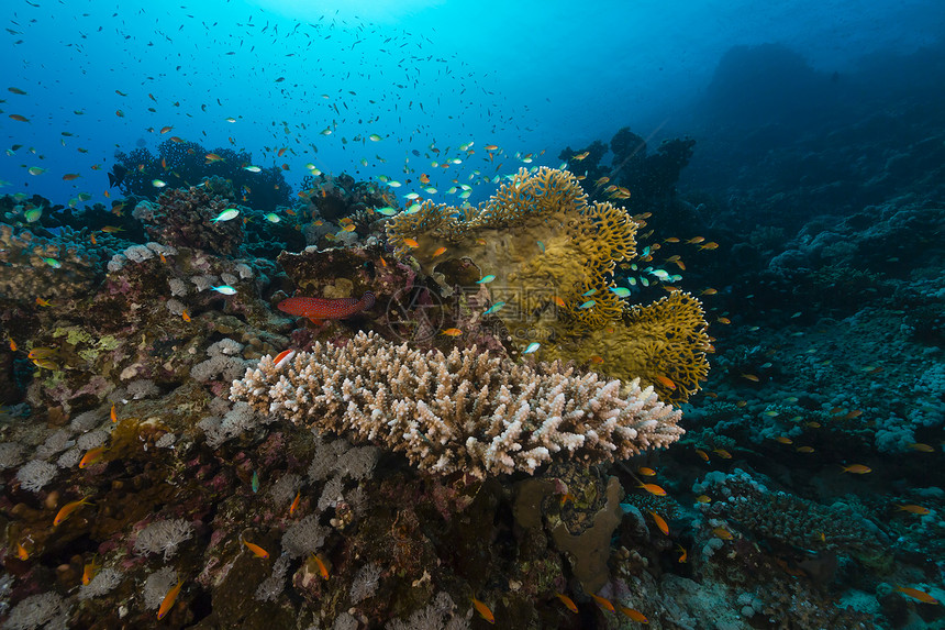 红海热带珊瑚礁和鱼类射线天堂阳光异国海洋潜水植物生活太阳光海景图片