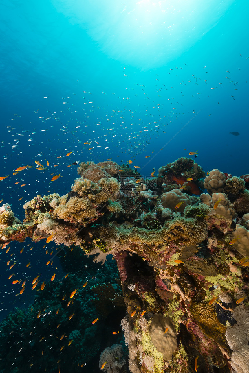 红海热带珊瑚礁和鱼类海景天堂蓝色异国潜水生活射线珊瑚盐水太阳光图片