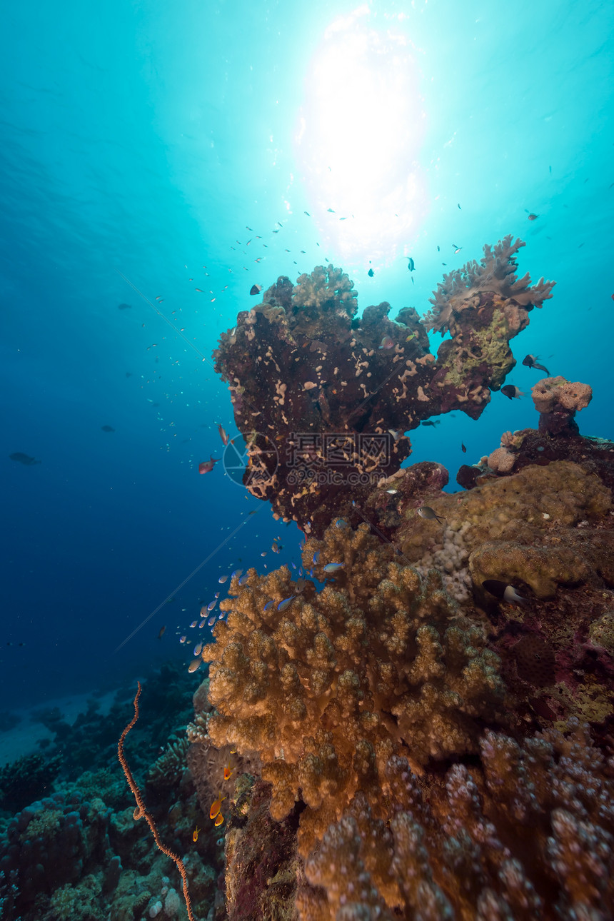 红海热带珊瑚礁和鱼类潜水太阳光海景射线生活海洋植物天堂珊瑚情调图片