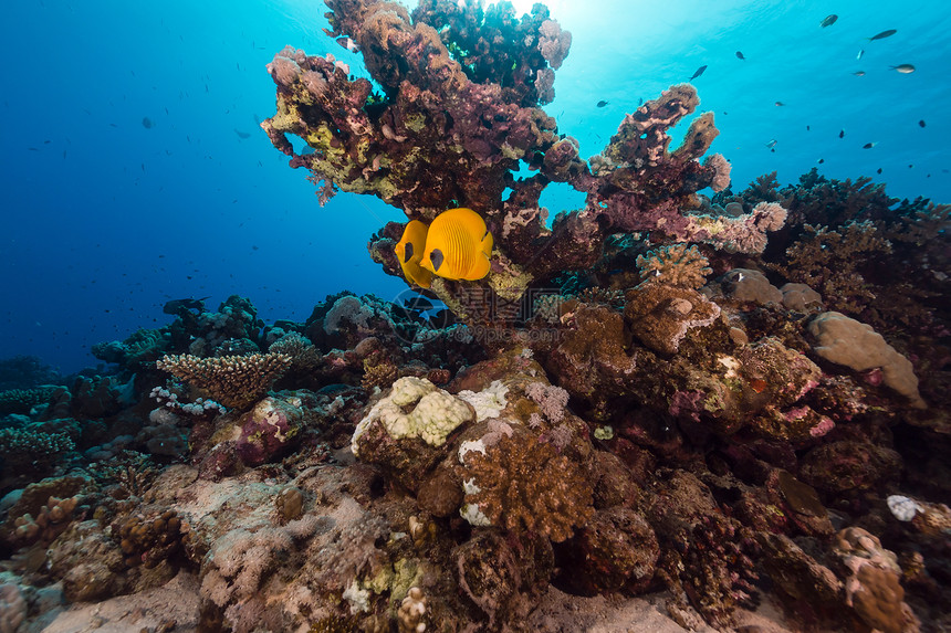 红海的蝴蝶和热带珊瑚礁海景天堂场景生活蓝色珊瑚太阳光潜水太阳阳光图片