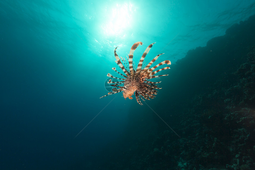 红海的狮子鱼和热带珊瑚礁生活盐水场景阳光蓝色射线太阳潜水珊瑚植物图片