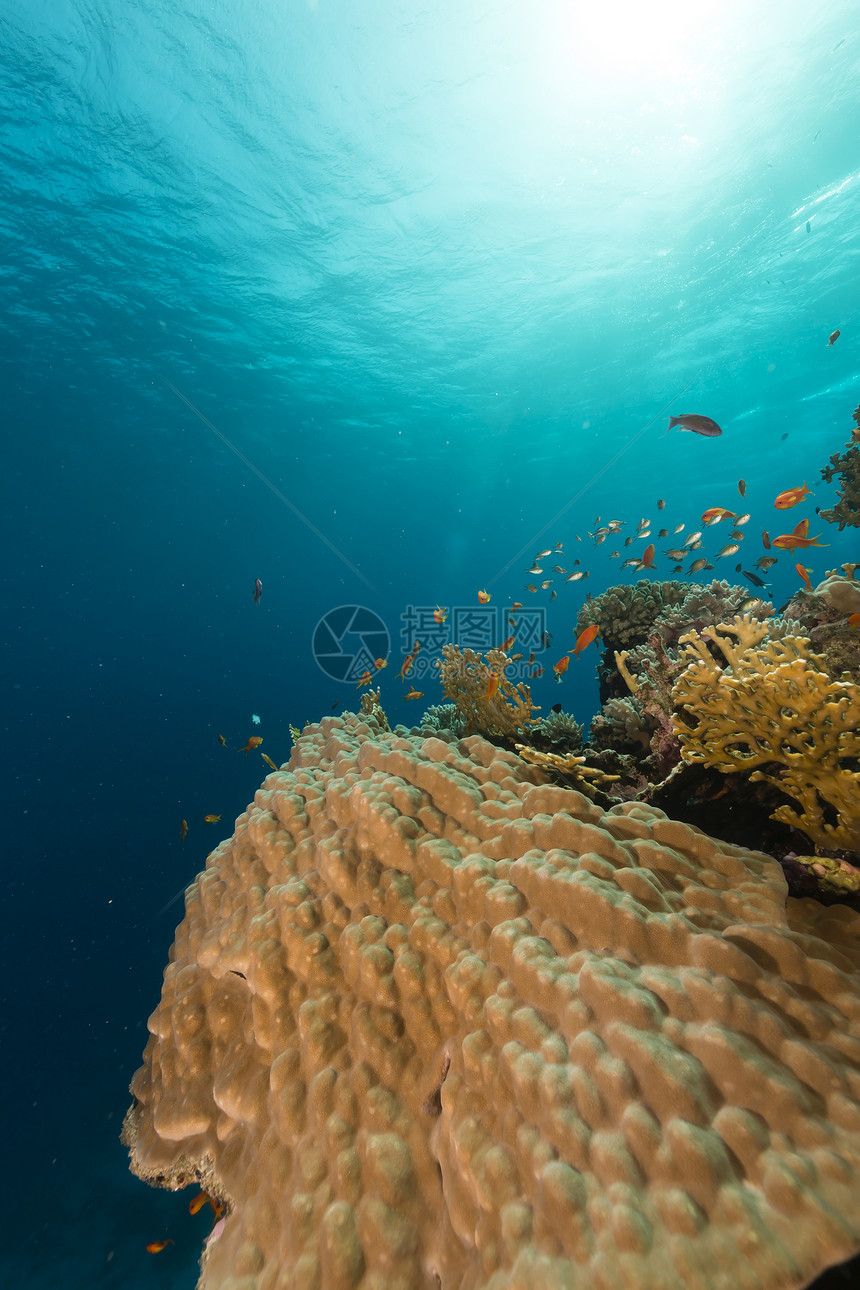 红海热带珊瑚礁和鱼类蓝色珊瑚潜水生活情调阳光海景海洋场景盐水图片