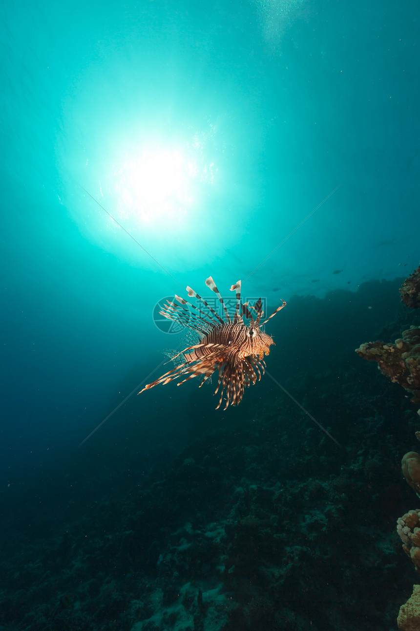 红海的狮子鱼和热带珊瑚礁生活盐水珊瑚海洋太阳光天堂阳光蓝色潜水太阳图片