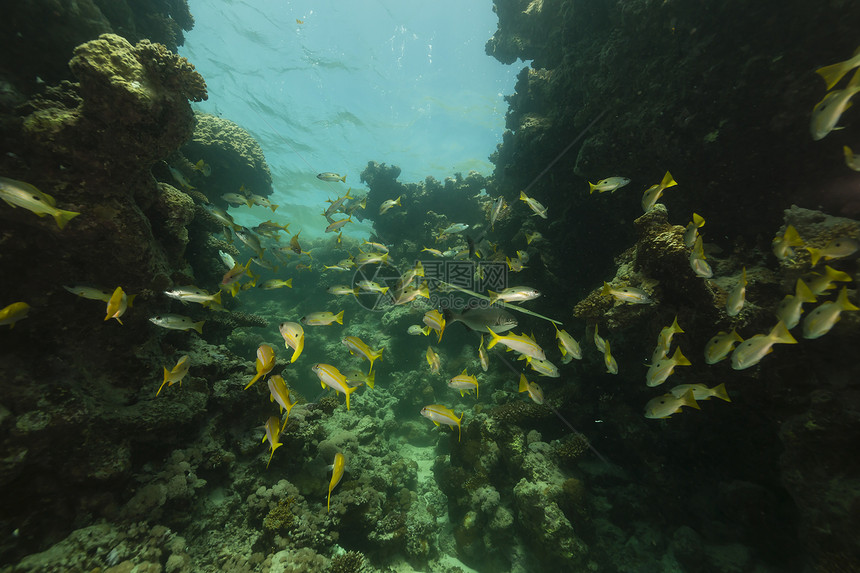 红海的长点抓捕者天堂热带射线珊瑚太阳阳光鲷鱼海景海洋潜水图片