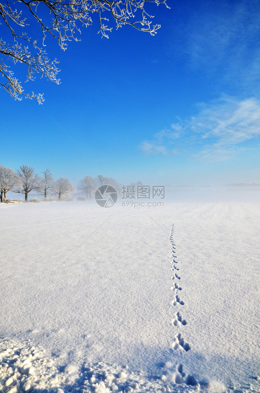 新雪中野生动物足迹图片