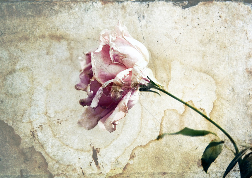 粉红玫瑰宏观美丽投标花瓣生日植物群婚礼图片