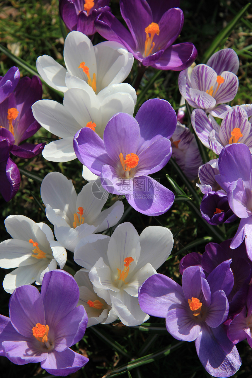田野中的紫和白太阳植物学白色季节绿色黄色场地花园灯泡紫色图片